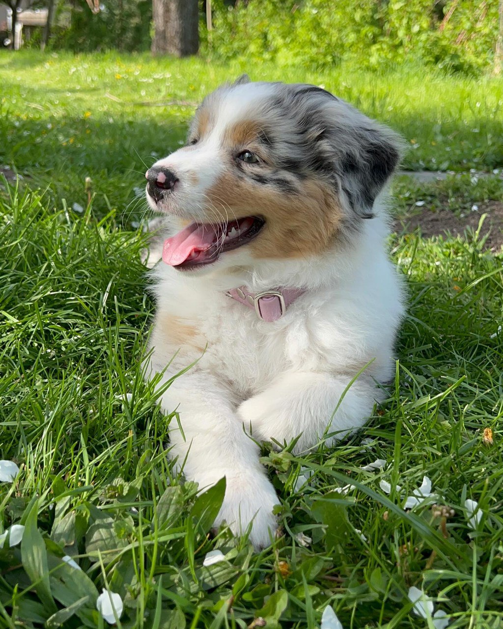 Annie - Australian Shepherd Puppy